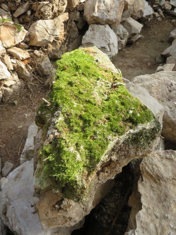Moss covered stone